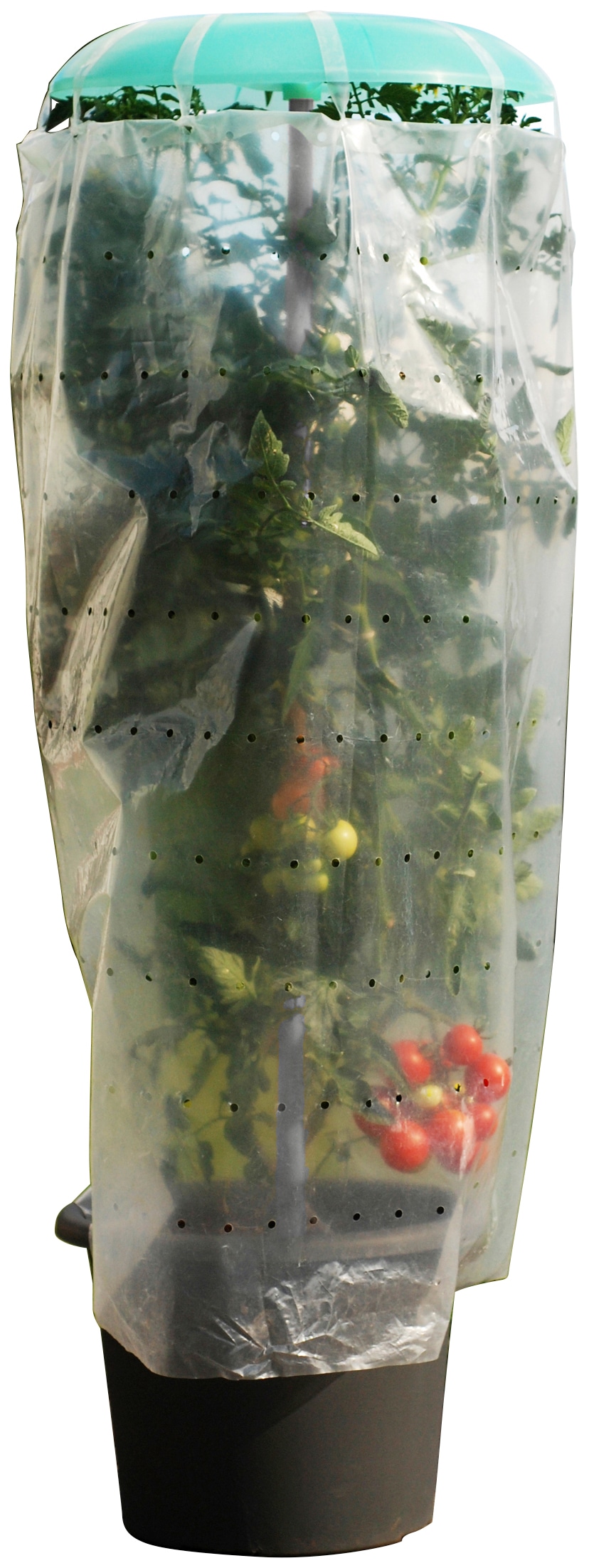 KHW Pflanzenschutzdach »Tomatenhut«, (3er-Set), inkl. Stab und Schutzfolie, BxH: 49x120 cm