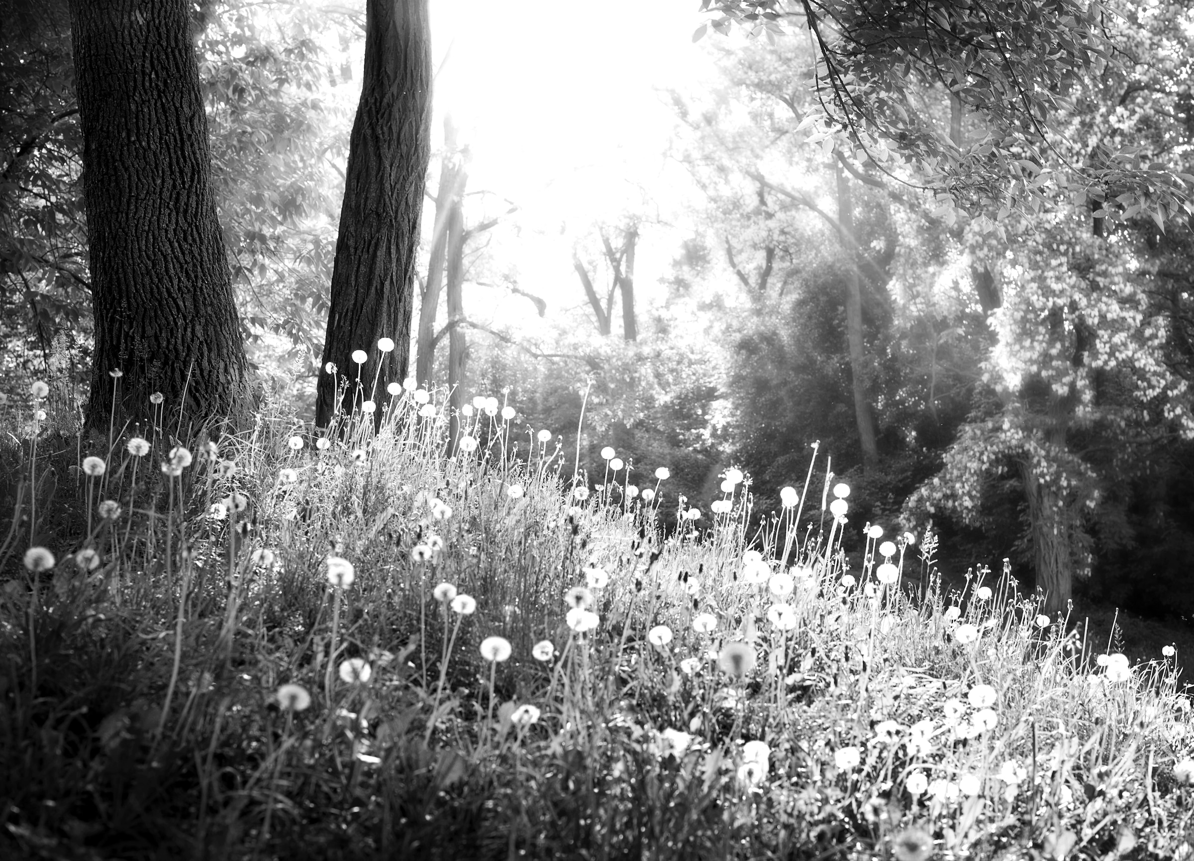 Papermoon, Fototapete »Wald Schwarz & Weiß«, schwarz/weiß, Vlies, B/L: 5 m m x 2,8 m m - Bahnen: 10 Stk. St., schwarz/weiß
