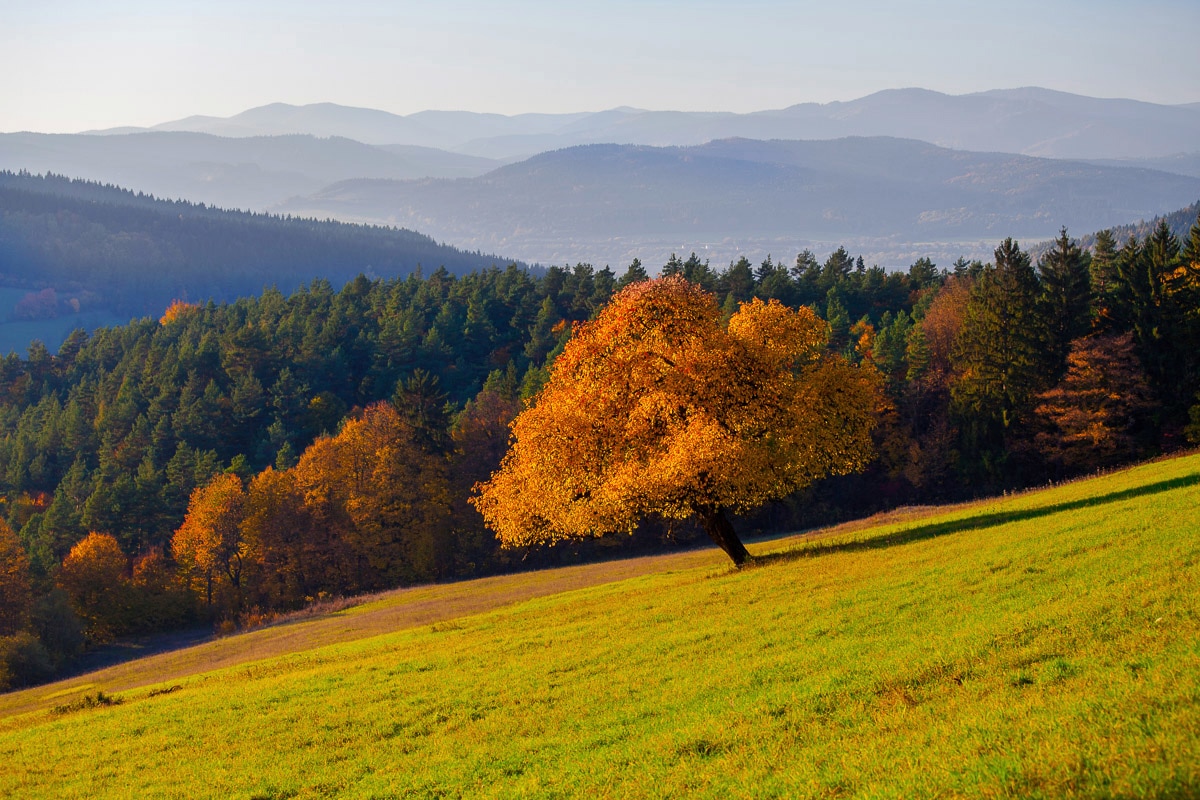 Papermoon Fototapete »Wald Landschaft«
