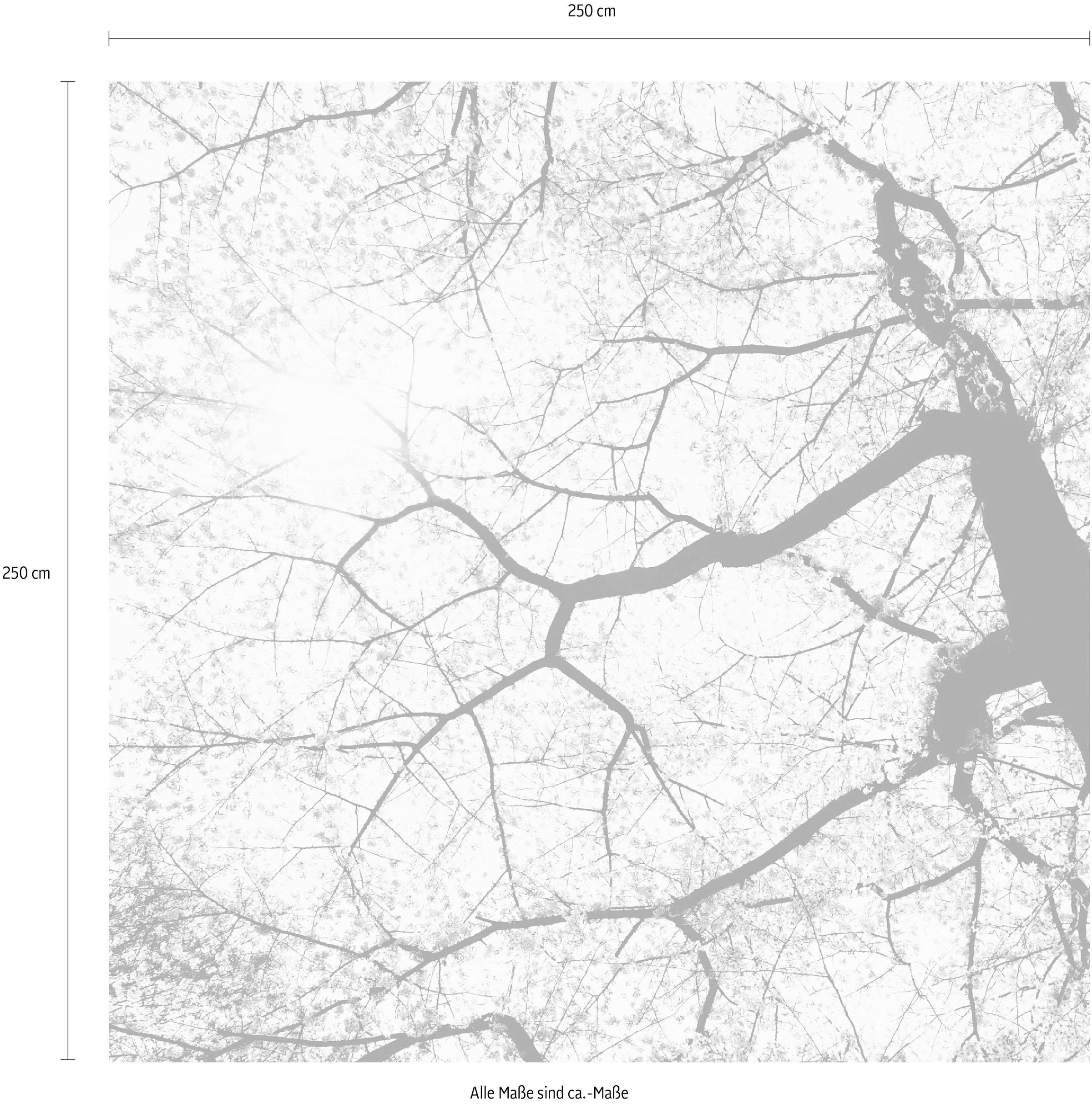 Komar Vliestapete »Digitaldruck Vlies - Sunshine - Größe 250 x 250 cm«, bedruckt, Wohnzimmer, Schlafzimmer