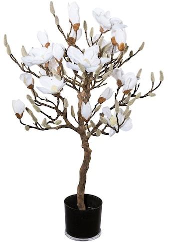 Creativ green Kunstpflanze »Magnolienbaum«, (1 St.) kaufen