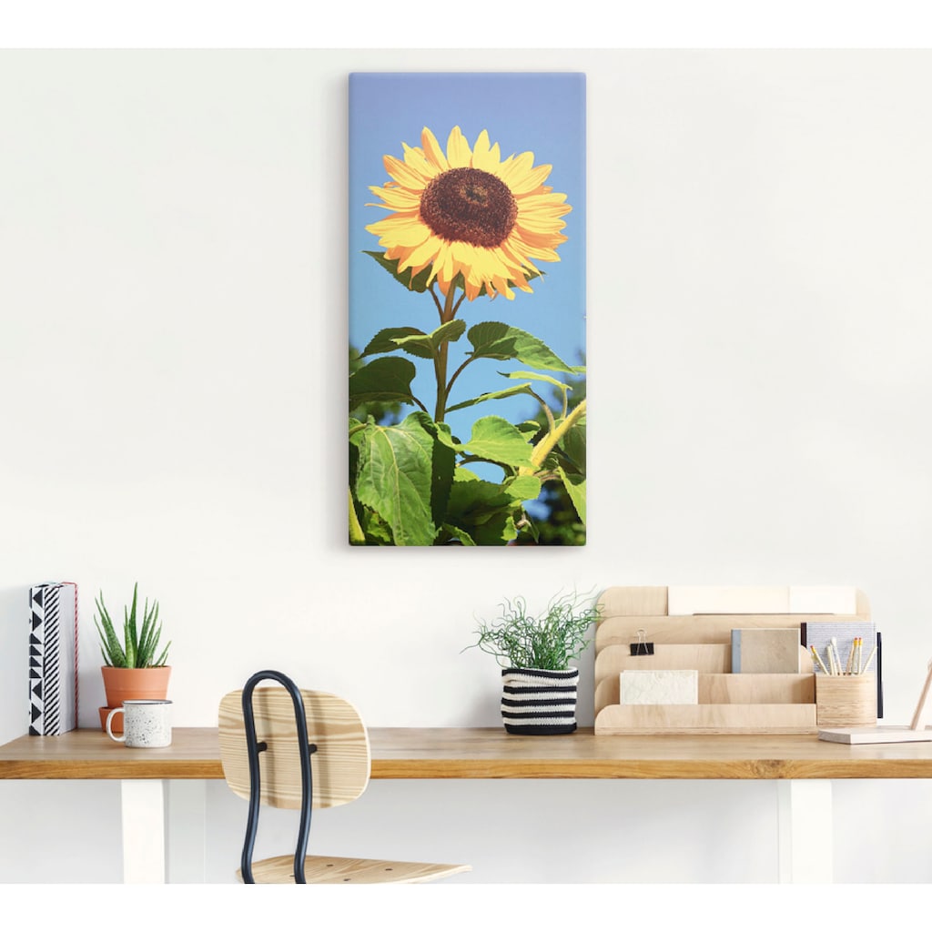 Artland Wandbild »Sonnenblume«, Blumen, (1 St.)