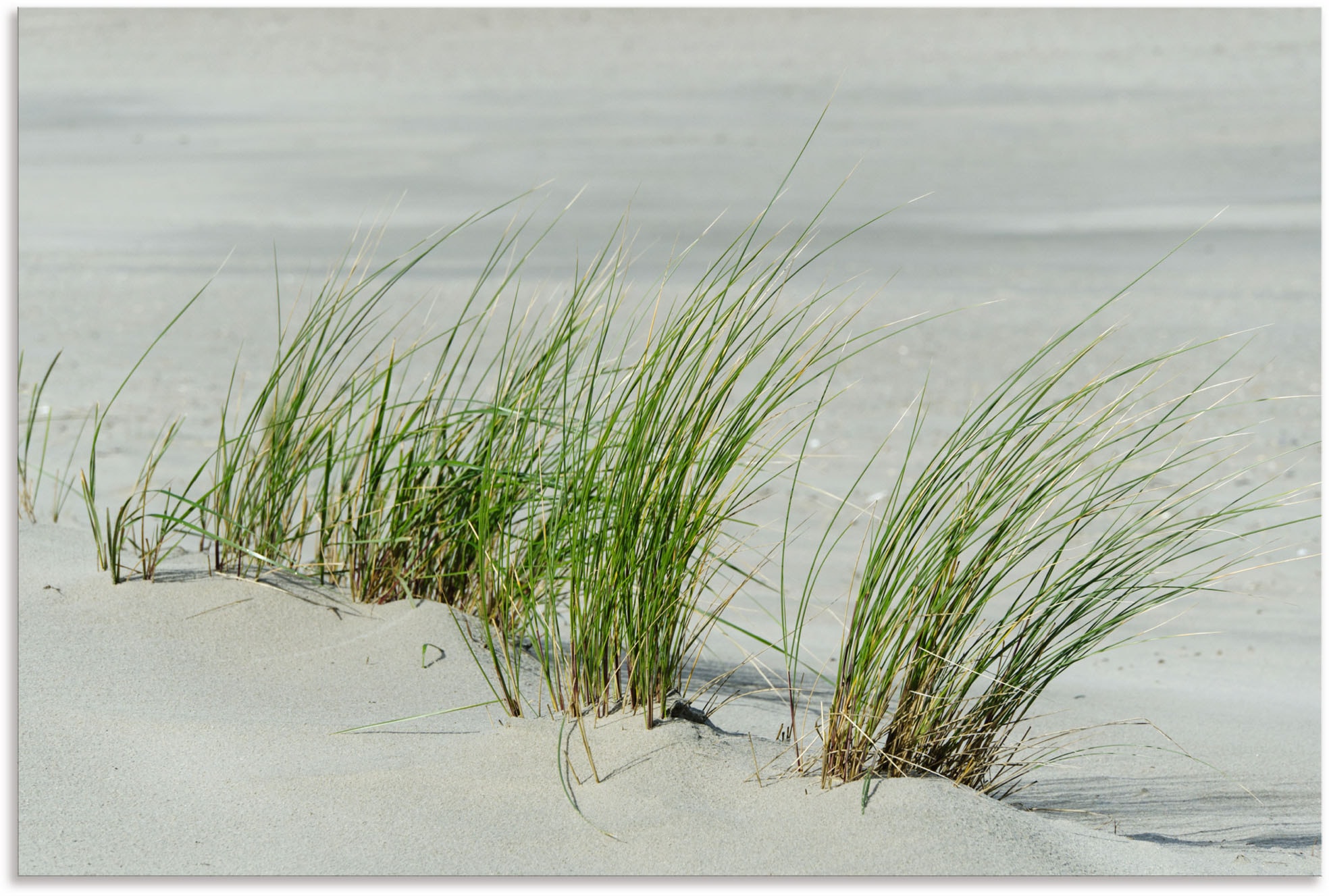am Strandbilder, Poster Strand«, kaufen Artland in Größen Alubild, (1 oder Wandaufkleber als »Gräser versch. bequem Leinwandbild, Wandbild St.),