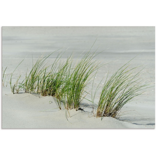 Artland Wandbild »Gräser am Strand«, Strandbilder, (1 St.), als Alubild,  Leinwandbild, Wandaufkleber oder Poster in versch. Größen bequem kaufen