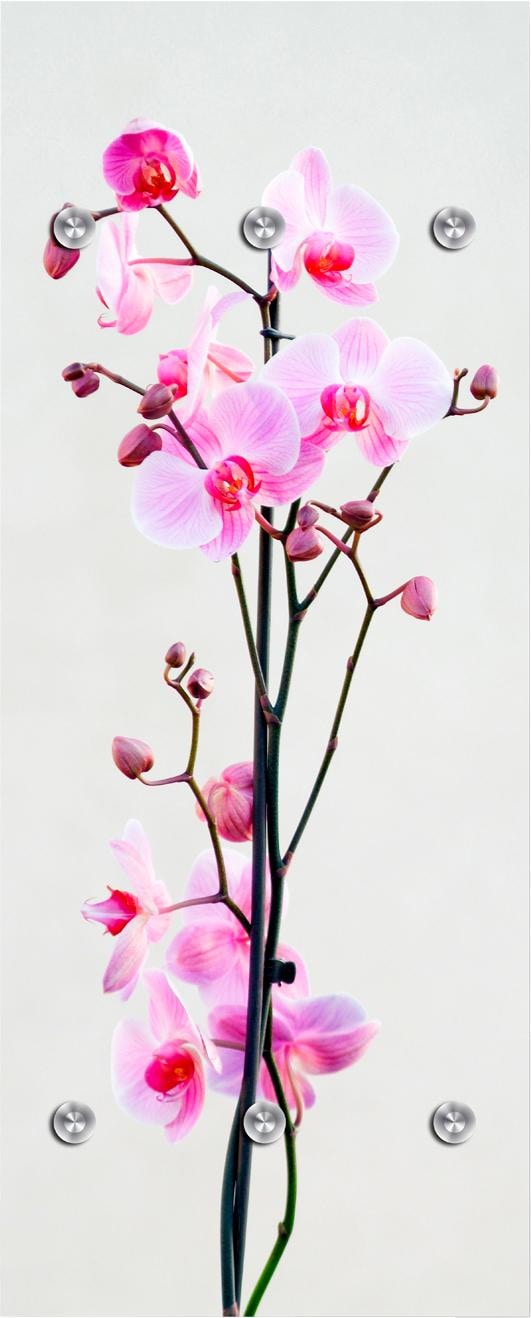 queence Garderobenleiste »Orchidee«, mit 6 Haken, 50 x 120 cm