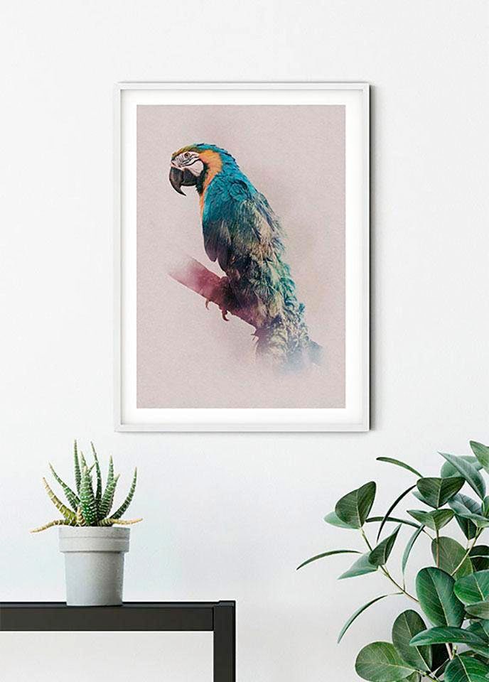 Paradise mit Jahren Schlafzimmer, XXL kaufen Parrot«, | Garantie St.), Kinderzimmer, Wohnzimmer (1 »Animals 3 Komar Poster online Tiere,