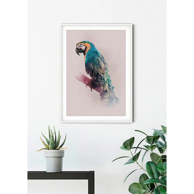 Komar Poster »Animals Paradise Parrot«, Tiere, (1 St.), Kinderzimmer,  Schlafzimmer, Wohnzimmer online kaufen | mit 3 Jahren XXL Garantie