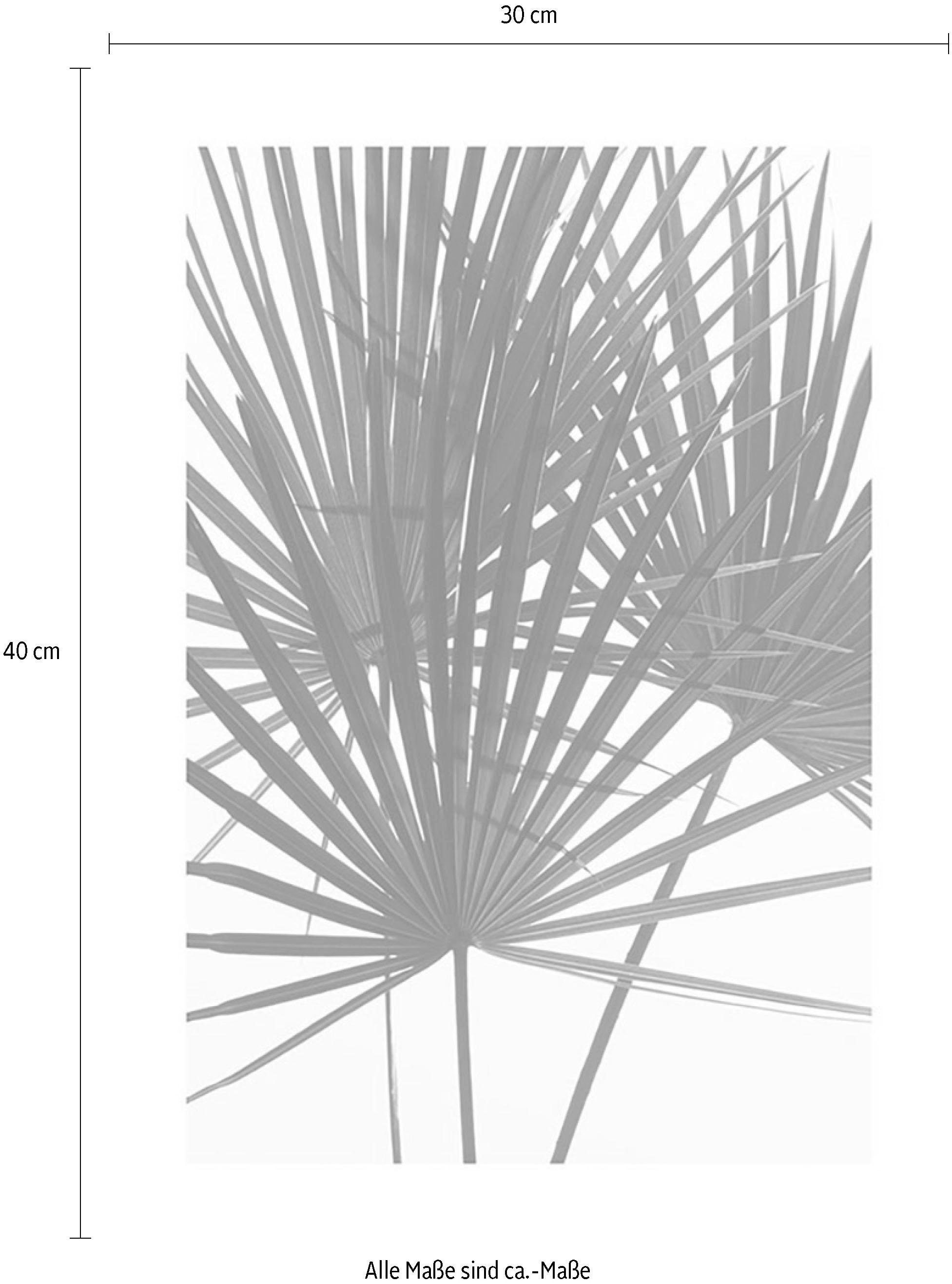Komar Bild »Palmtree Leaves«, Pflanzen, (1 St.), Wandbild zur Dekoration - ohne Rahmen