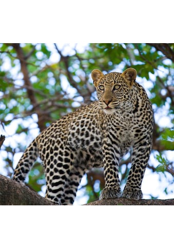 Papermoon Fototapete »Leopard auf dem Baum«, Vliestapete, hochwertiger Digitaldruck,... kaufen