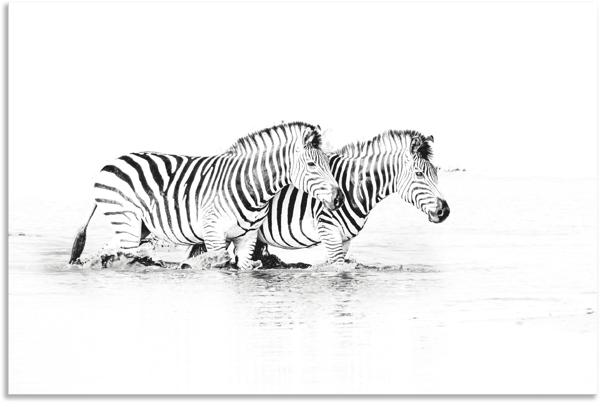 Zebra Zebras 1p Bild Bilder Tierbilder auf Leinwand Wandbild Poster 