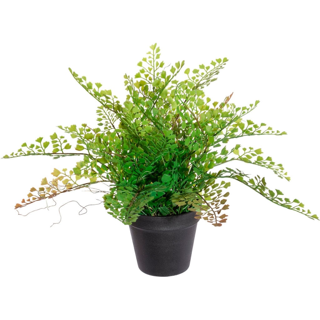Creativ green Künstliche Zimmerpflanze »Adianthumfarn«