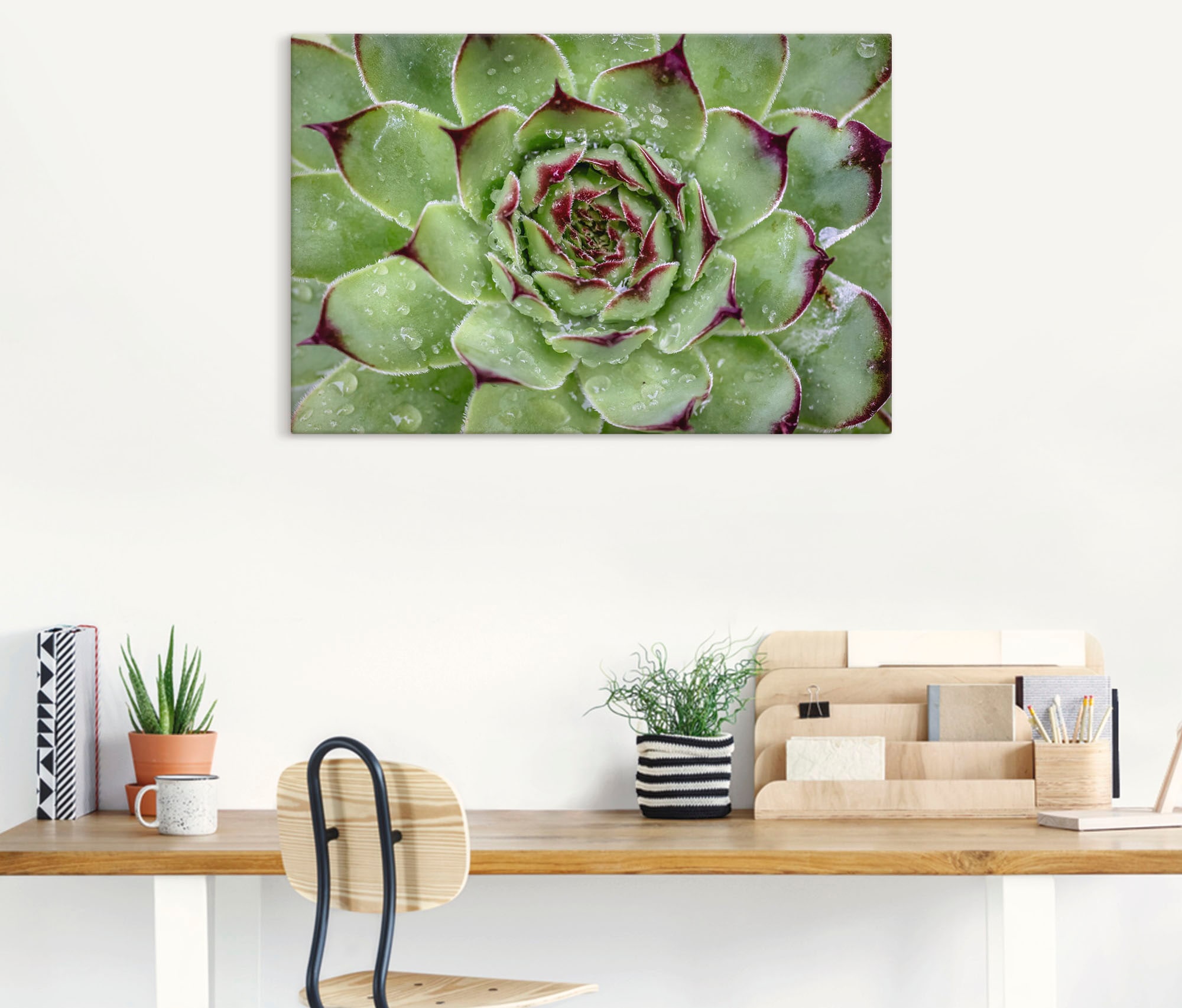 Artland Leinwandbild »Sukkulente mit Regentropfen« Pflanzenbilder 1 Stk. tlg. auf Holzrahmen gespannt