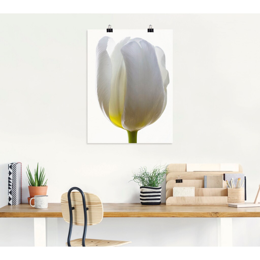 Artland Poster »Weiße Tulpe«, Blumen, (1 St.)