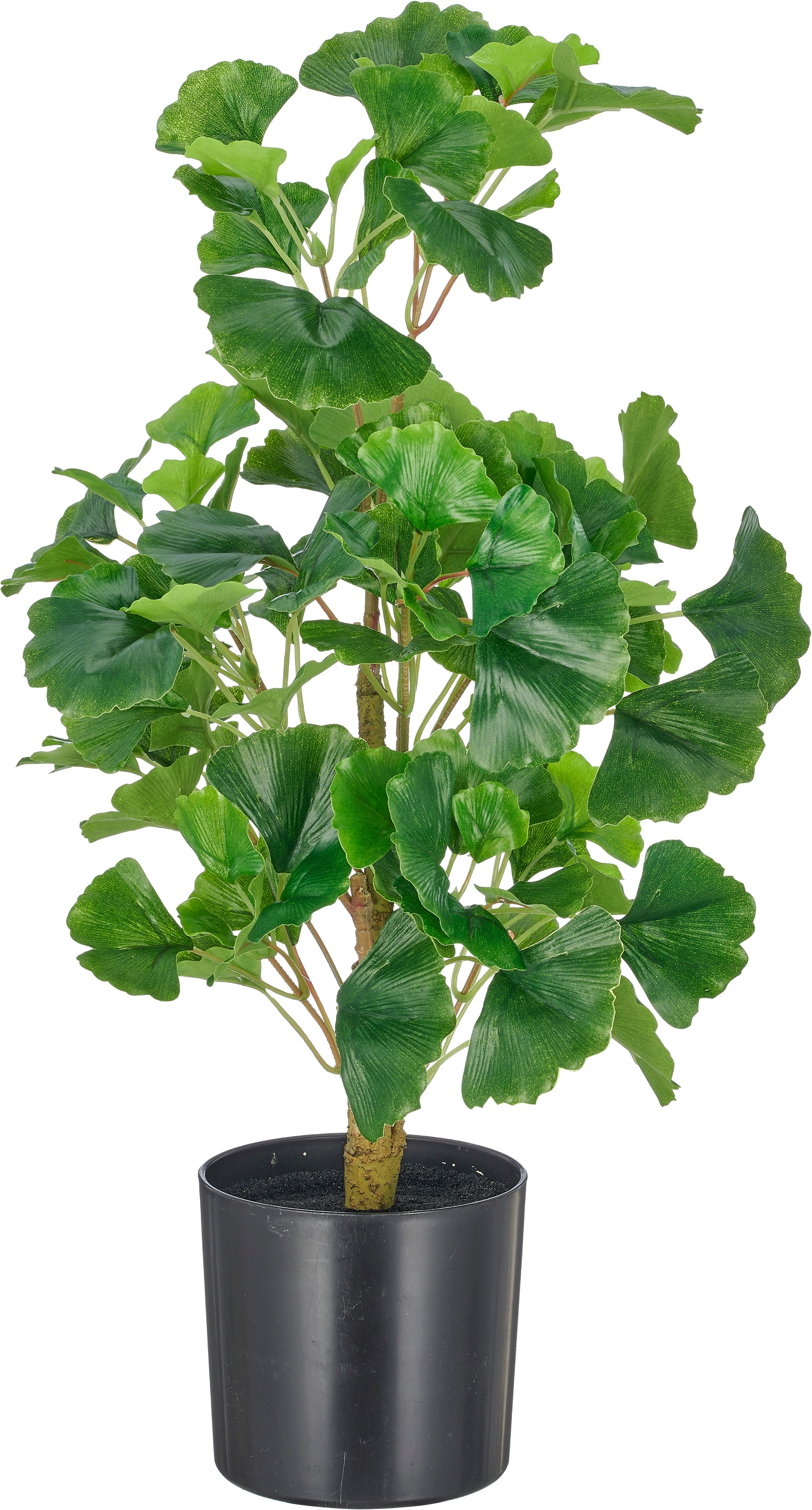 Creativ green Kunstbambus »Gingko biloba« mit naturgetreuem Blattwerk