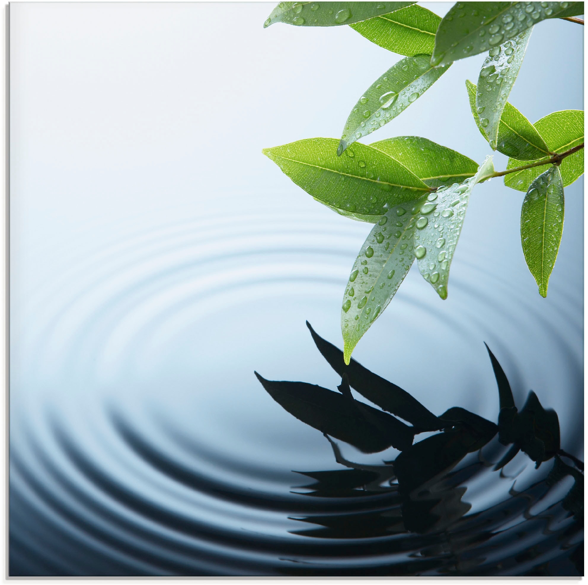 Artland Glasbild »Pflanze und Wasser« Zen 1 Stk. tlg. in verschiedenen Größen