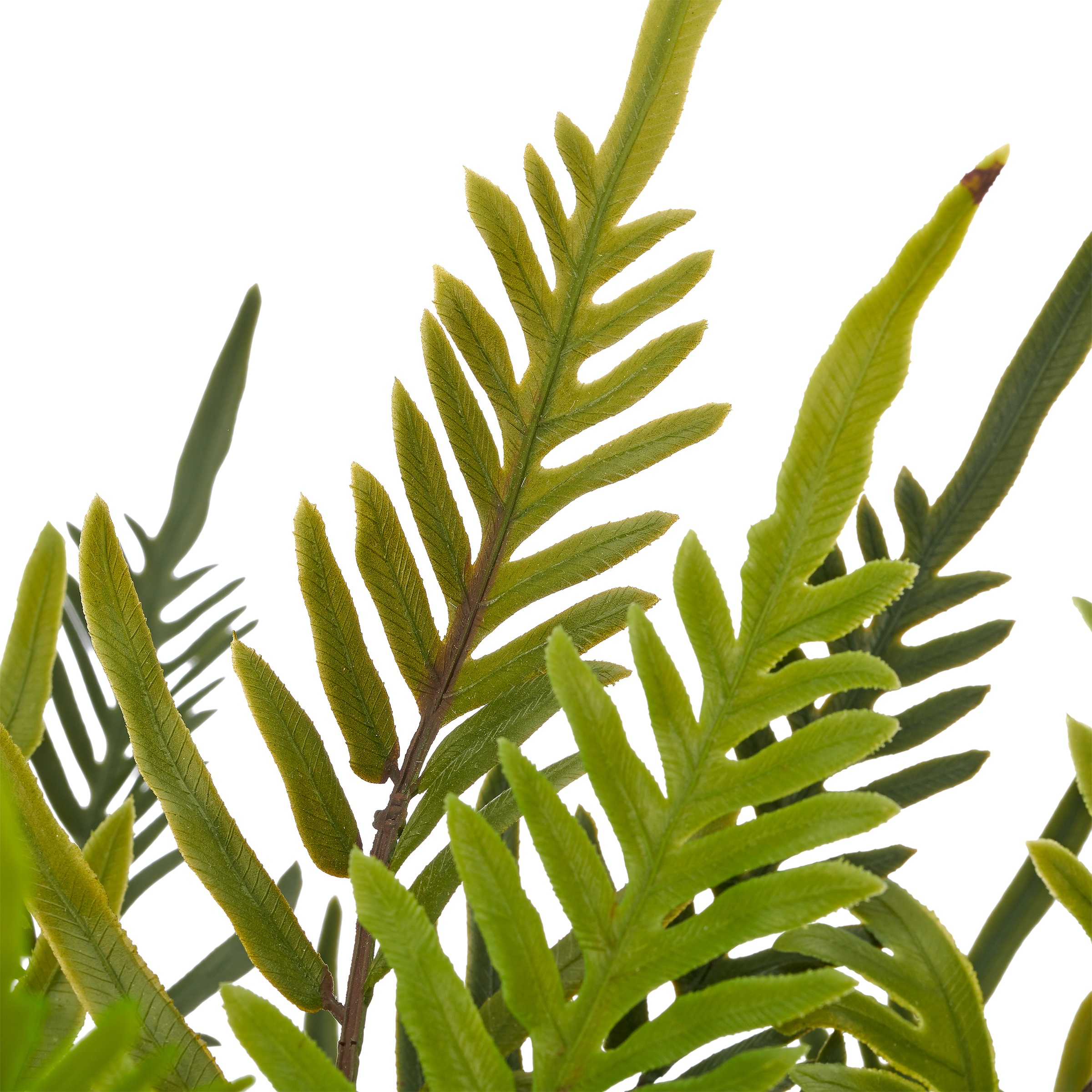Creativ green Kunstpflanze »Farn Blechnum« mit naturgetreuen Farnwedeln