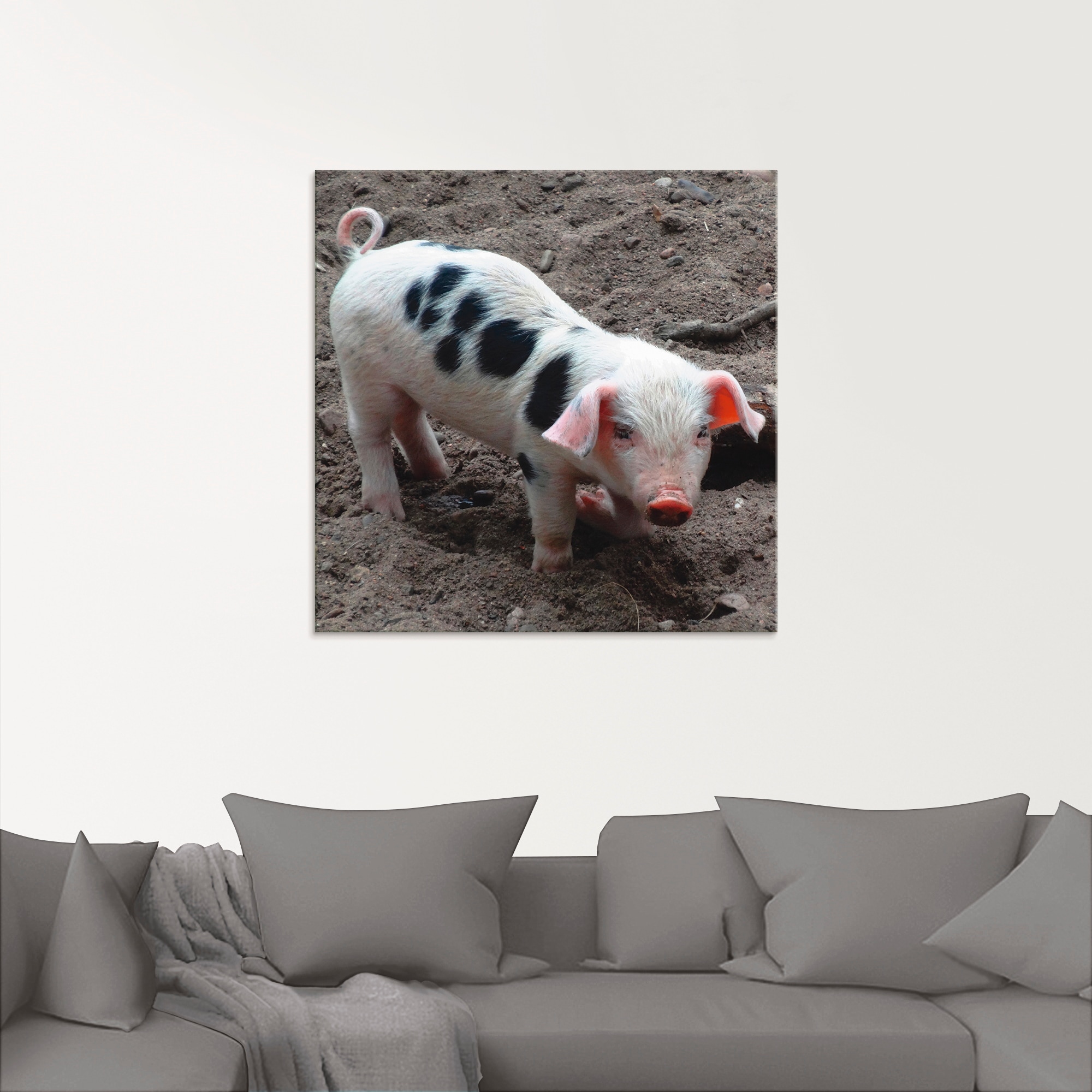 Artland Glasbild »Niedliches Ferkel«, Haustiere, (1 St.), in verschiedenen Größen