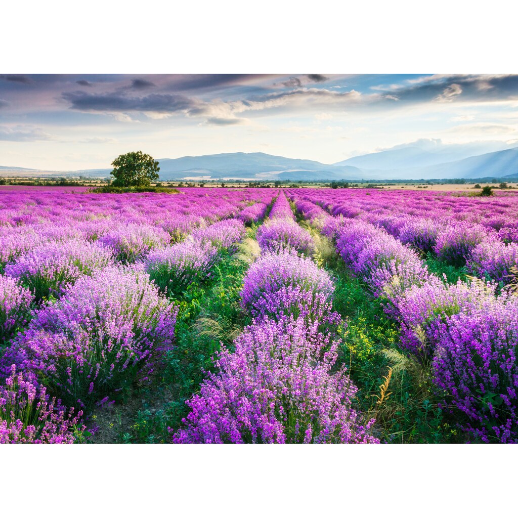 Papermoon Fototapete »Lavende Garden«