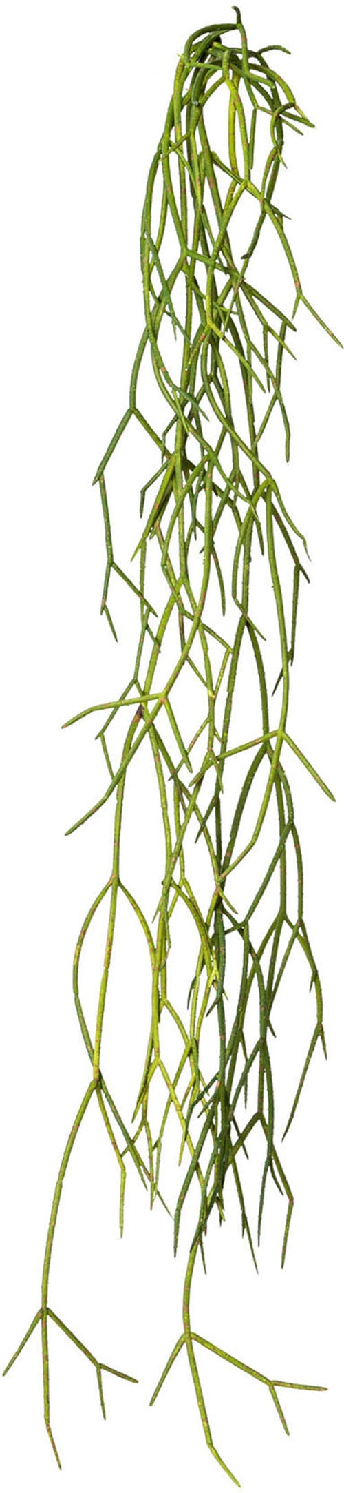 Creativ green Kunstranke »Rhipsalis-Hänger«