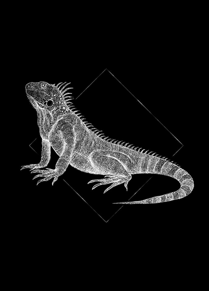 Komar Bild »Iguana Black« Tiere 1 Stk. tlg. Wandbild zur Dekoration - ohne Rahmen