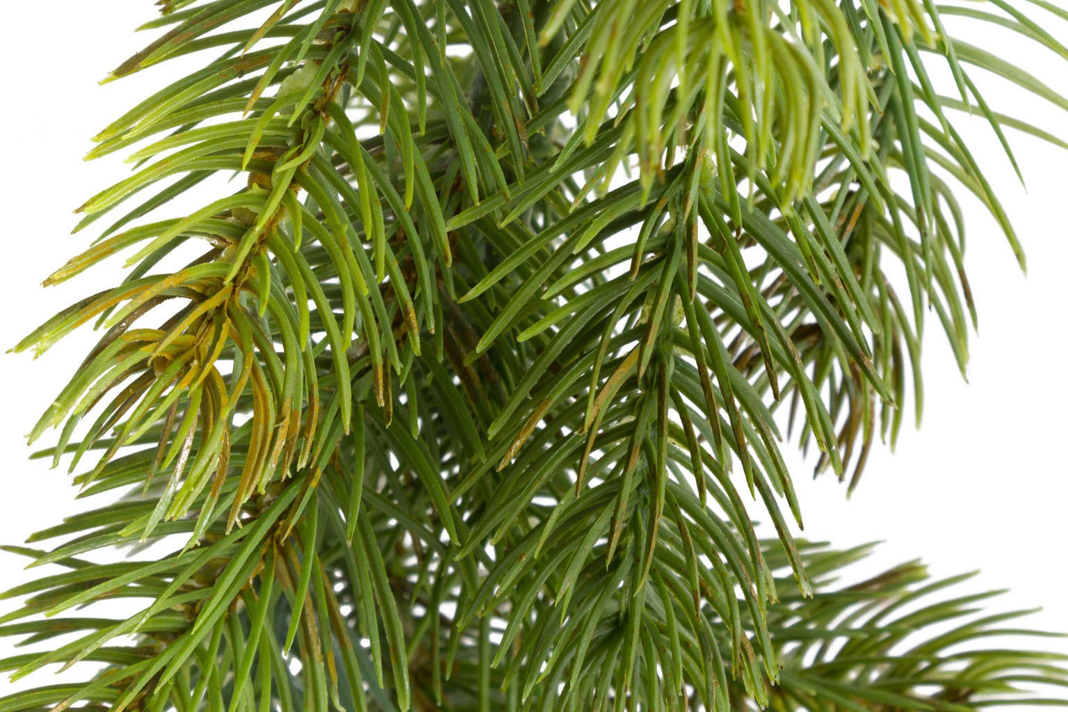 Botanic-Haus Künstliche Zimmerpflanze »Tannengirlande Oslo«