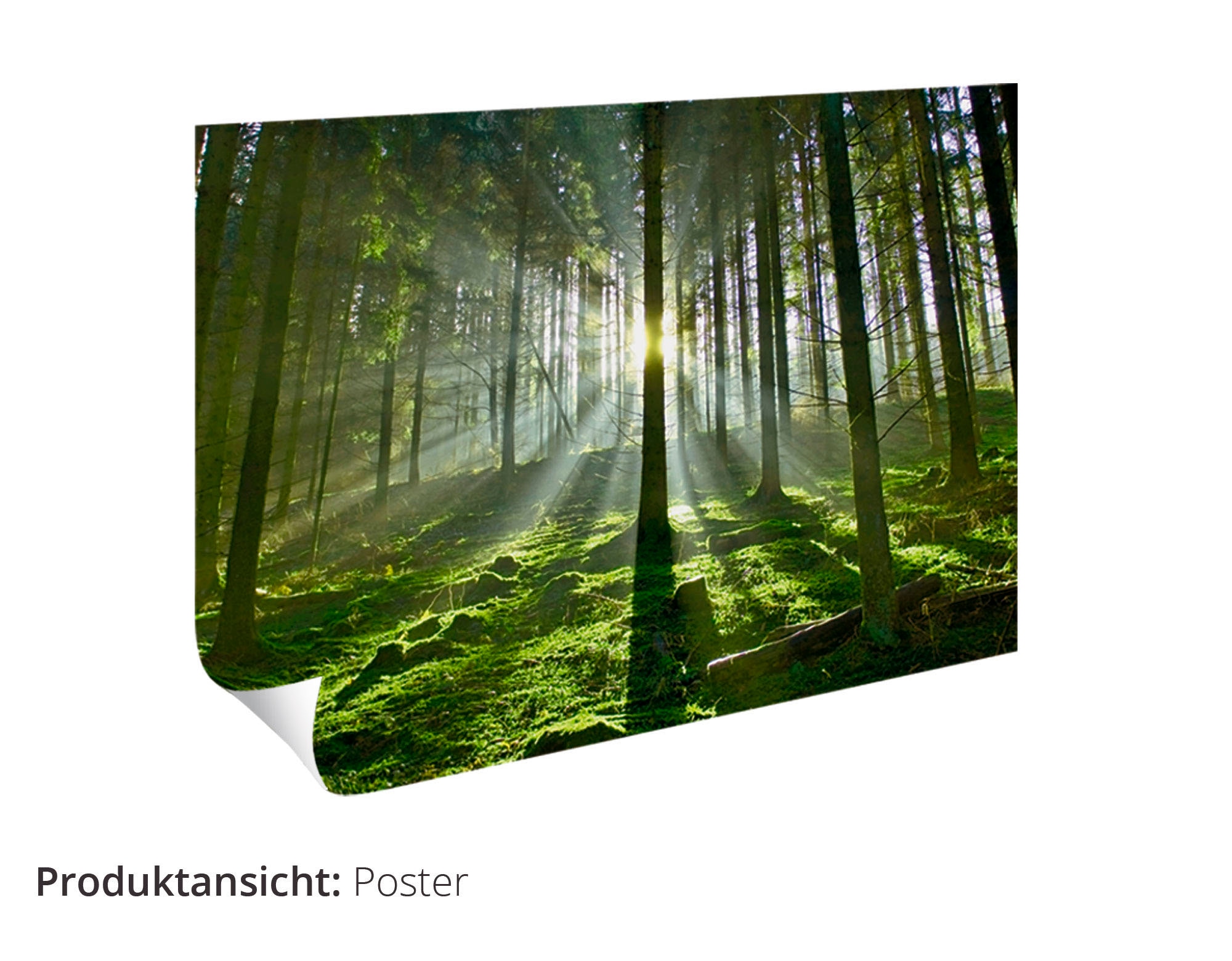 Artland Wandbild »Fensterblick - Wald mit Bach«, Wald, (1 St.), als Leinwandbild, Poster, Wandaufkleber in verschied. Größen