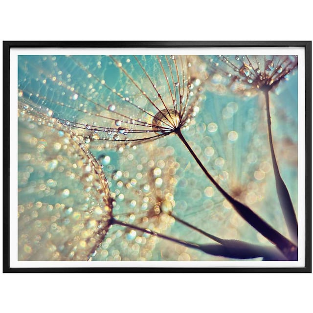 Wall-Art Poster »Magische Pusteblume«, Blumen, (1 St.) bequem kaufen