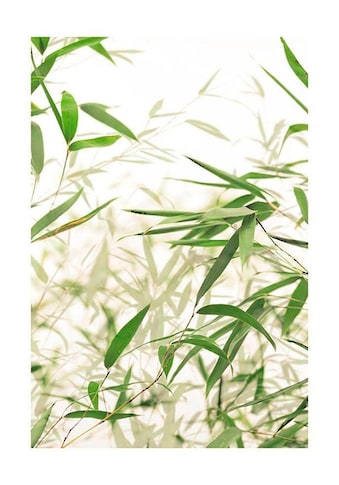 Komar Poster »Bamboo Leaves«, Pflanzen-Blätter, Höhe: 50cm kaufen