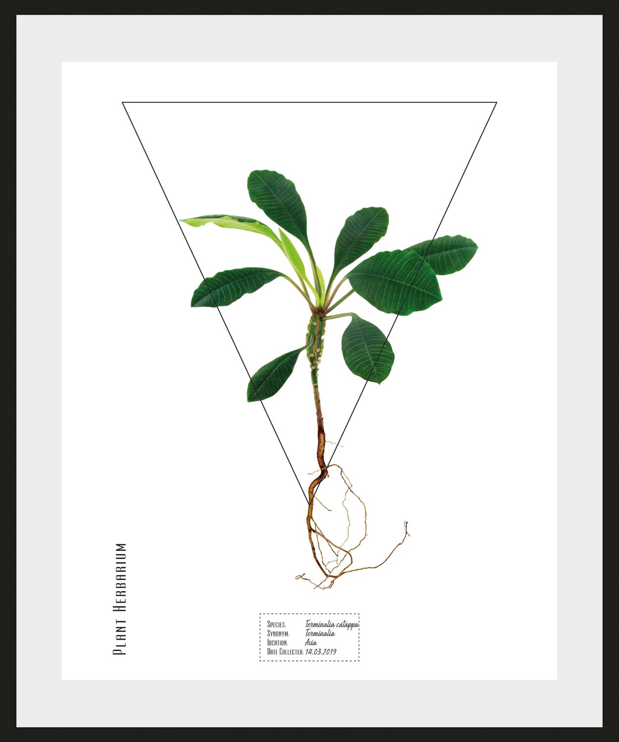 queence Bild »Terminalia catappa«, Pflanzen-Pflanzenbilder-Schriftzug, (1 St.), HD Premium Poster-Druck inkl. Holzrahmen