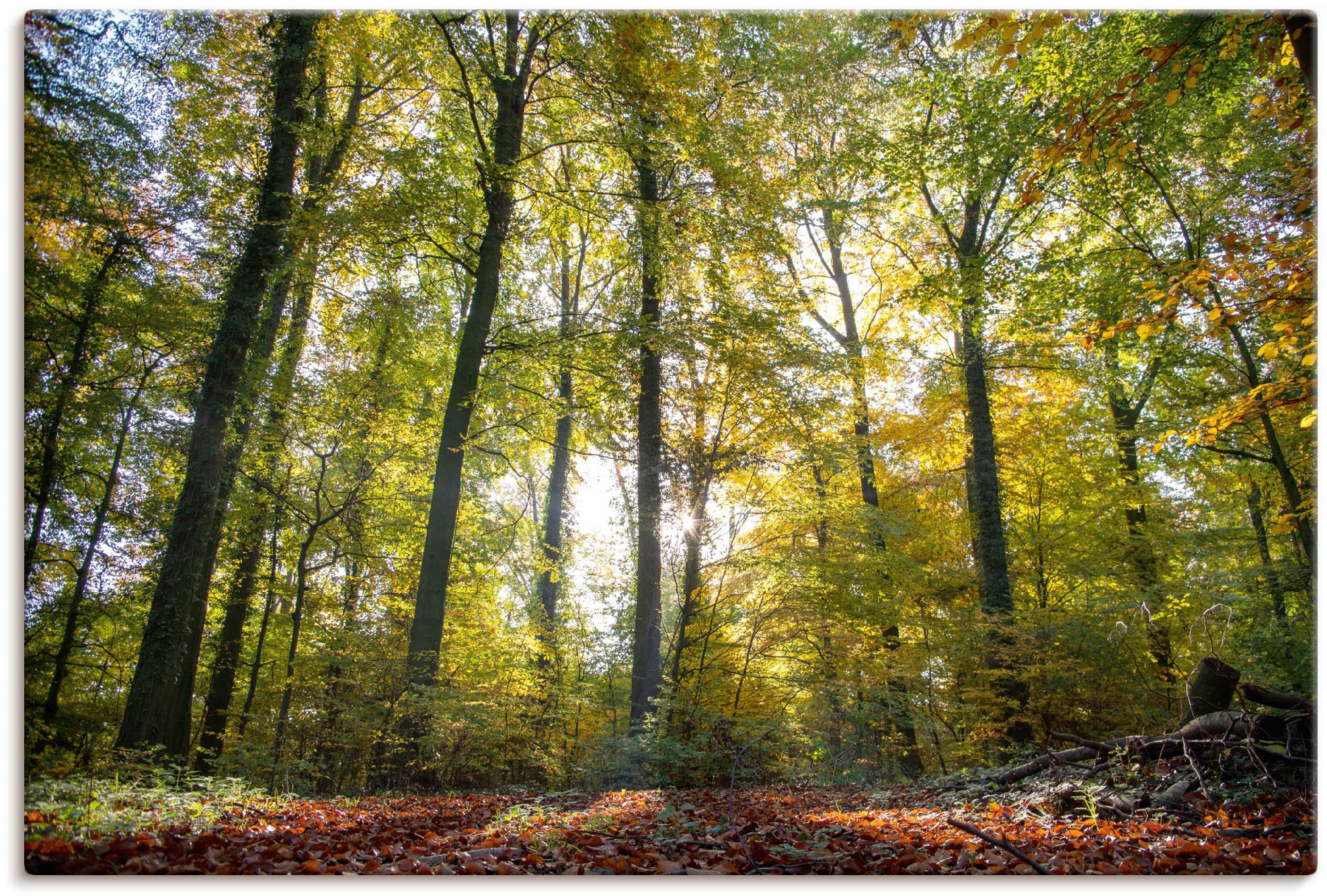 Artland Wandbild »Laubwald zum Alubild, Größen oder Wandaufkleber kaufen St.), in bequem Waldbilder, versch. (1 Leinwandbild, Poster Herbst«, als