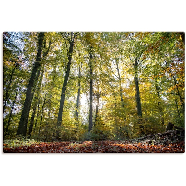 Artland Wandbild »Laubwald zum Herbst«, Waldbilder, (1 St.), als Alubild,  Leinwandbild, Wandaufkleber oder Poster in versch. Größen bequem kaufen