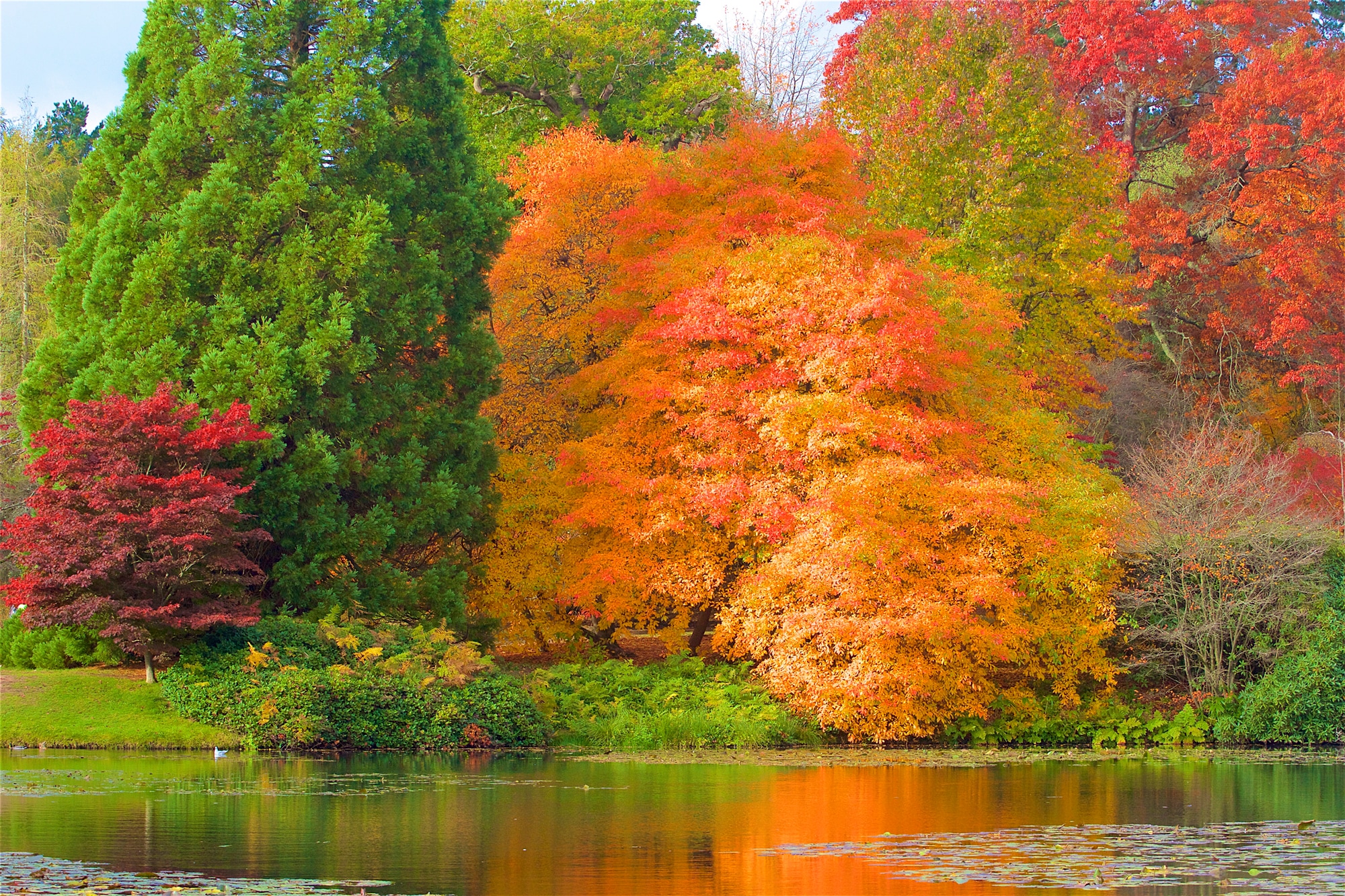 Fototapete »HERBST-WALD-BAUM FLUSS BLUMEN NATUR PFLANZE SONNE WIESE«