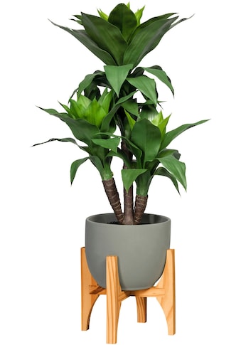 Creativ green Künstliche Zimmerpflanze »Cordyline fruticosa«, (1 St.), im Keramiktopf kaufen