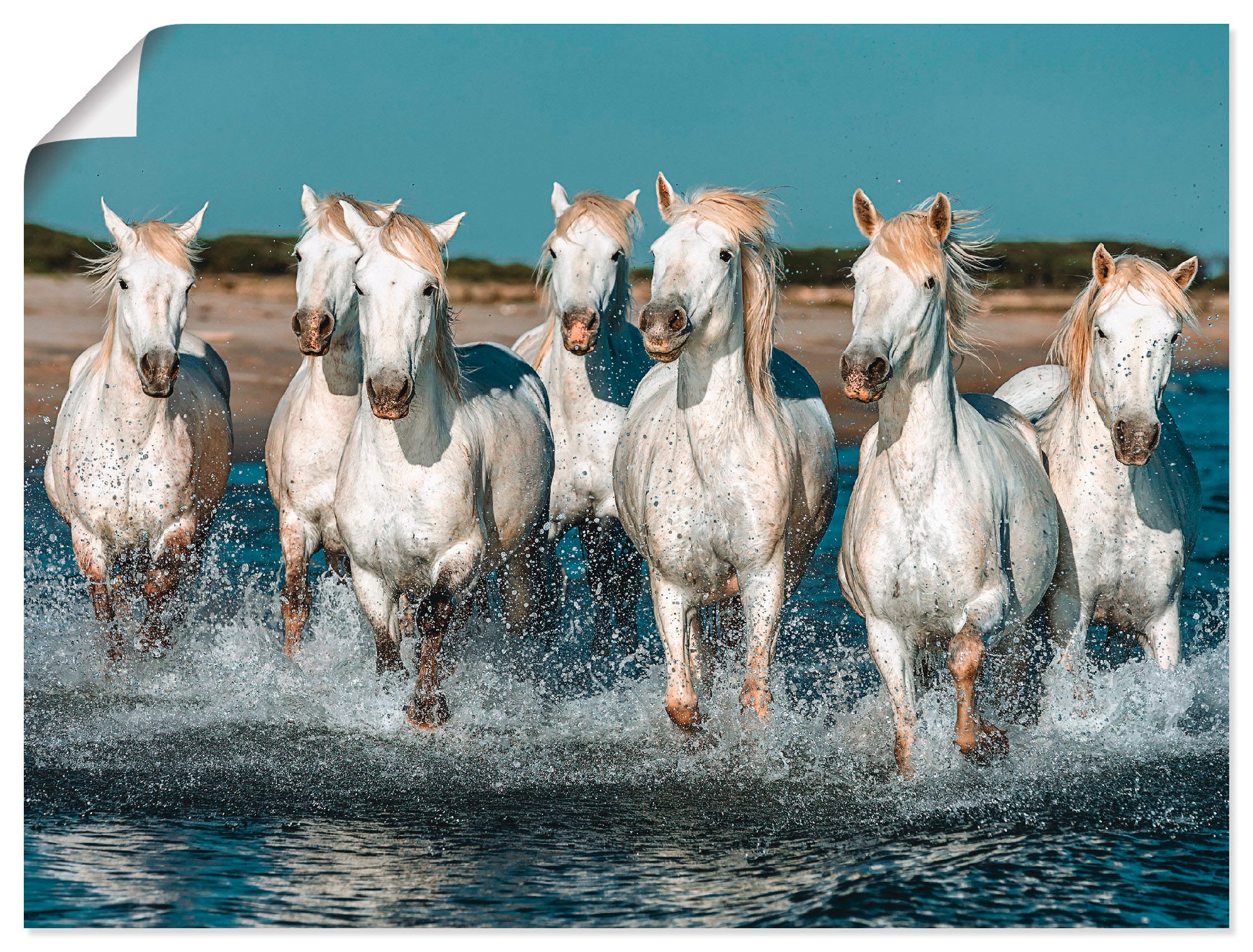 Artland Wandbild »Camargue Pferde galoppieren Raten Strand«, Haustiere, bestellen am (1 St.) auf