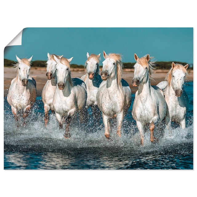 Artland Wandbild »Camargue Pferde galoppieren am Strand«, Haustiere, (1 St.)  auf Raten bestellen