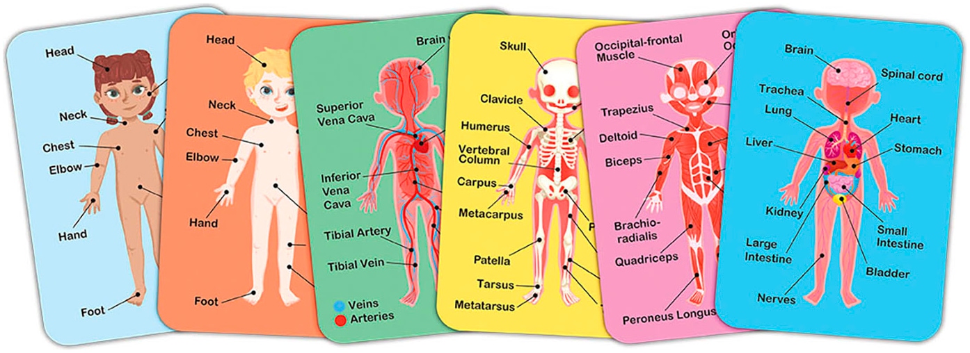 Hape Konturenpuzzle »Menschlicher Körper«