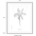 andas Bild »Pflanze Hemerocallis«, mit Rahmen