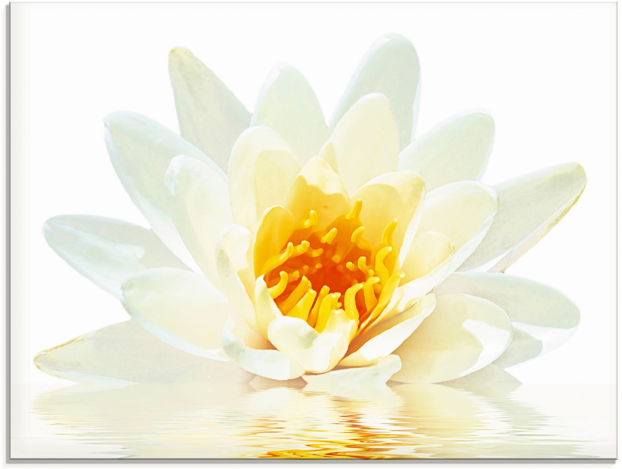 Artland Glasbild verschiedenen in Blumen, Größen bestellen auf St.), Raten »Lotusblume schwimmt Wasser«, (1 im
