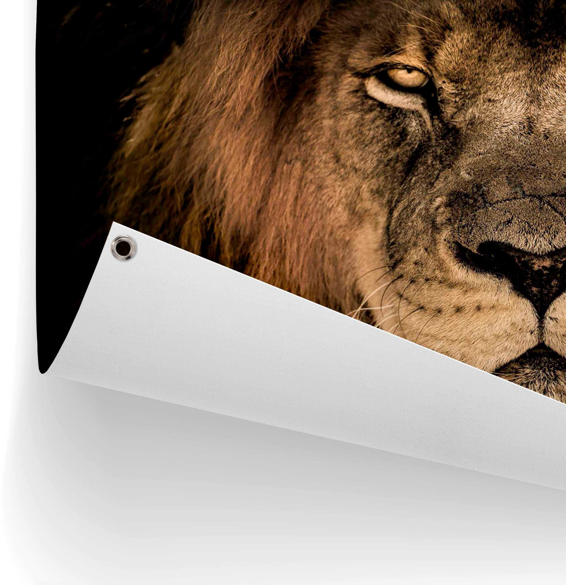 Reinders! kaufen Poster auf Raten »Löwe«