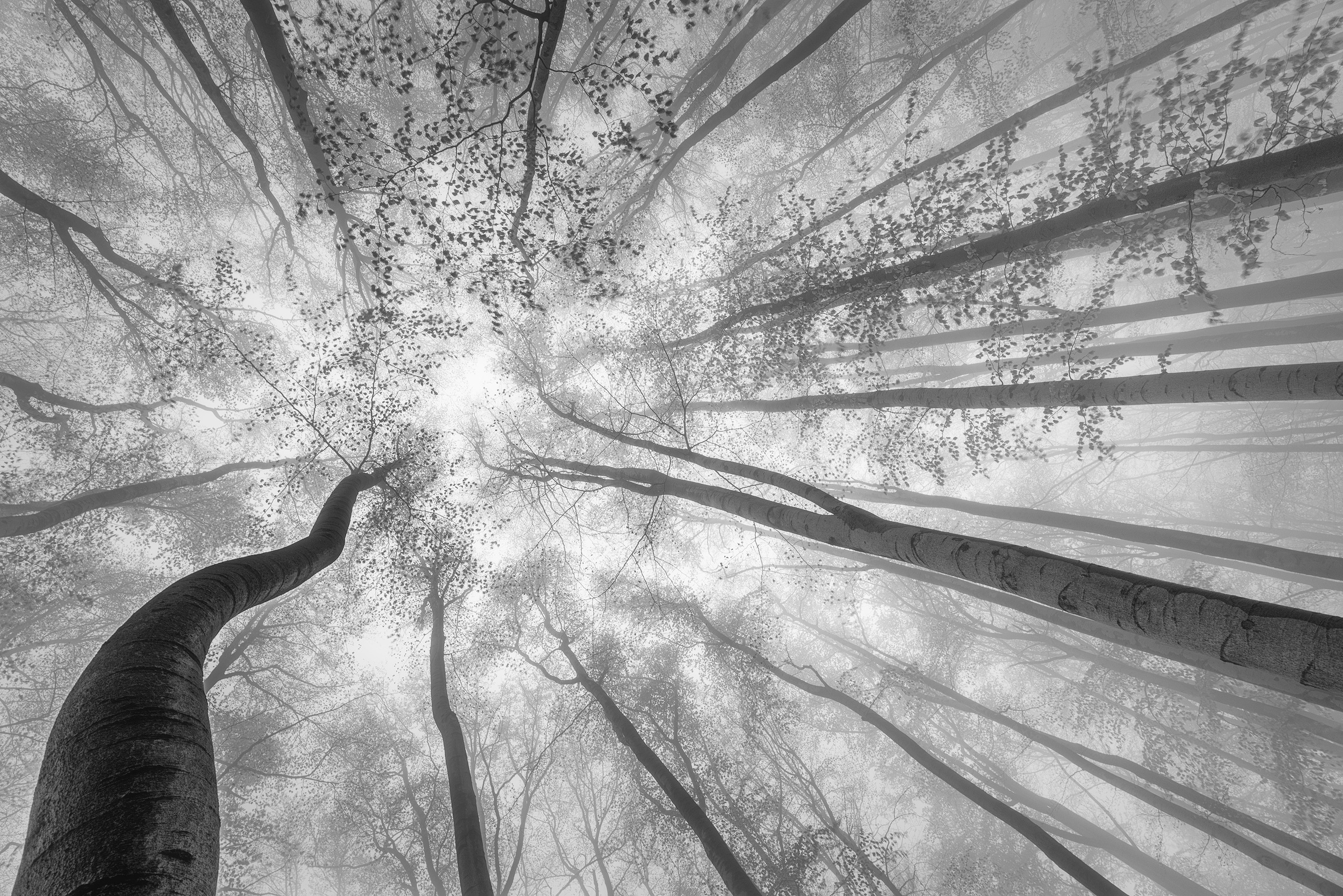 Papermoon Fototapete »Photo-Art TOM PAVLASEK, FRÜHLINGSKRONE DER BÄUME«