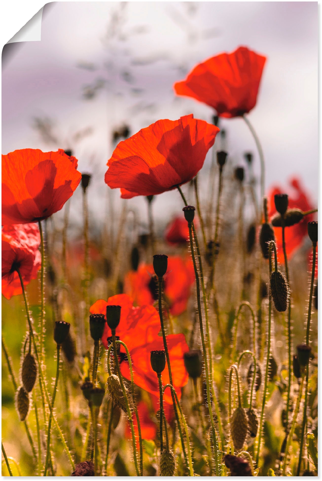 Artland Wandbild »Mohnblumen im Morgenlicht«, oder als Alubild, in Größen kaufen bequem Wandaufkleber versch. (1 Poster Leinwandbild, Blumenwiese, St.)