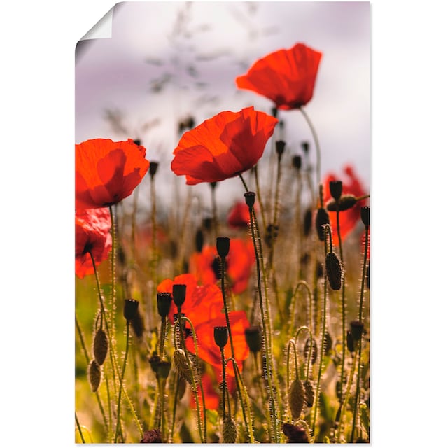 Artland Wandbild »Mohnblumen im Morgenlicht«, Blumenwiese, (1 St.), als  Alubild, Leinwandbild, Wandaufkleber oder Poster in versch. Größen bequem  kaufen