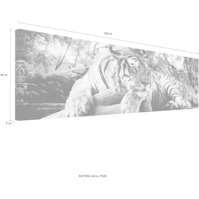 Reinders! Wandbild »Tigerblick Wandbild Tiger - Raubtier - Wandbild  Wohnzimmer - Wandbild« bequem kaufen