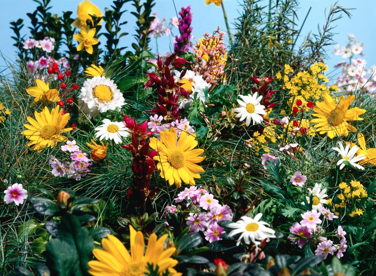 Papermoon Fototapete »Blumenwiese«