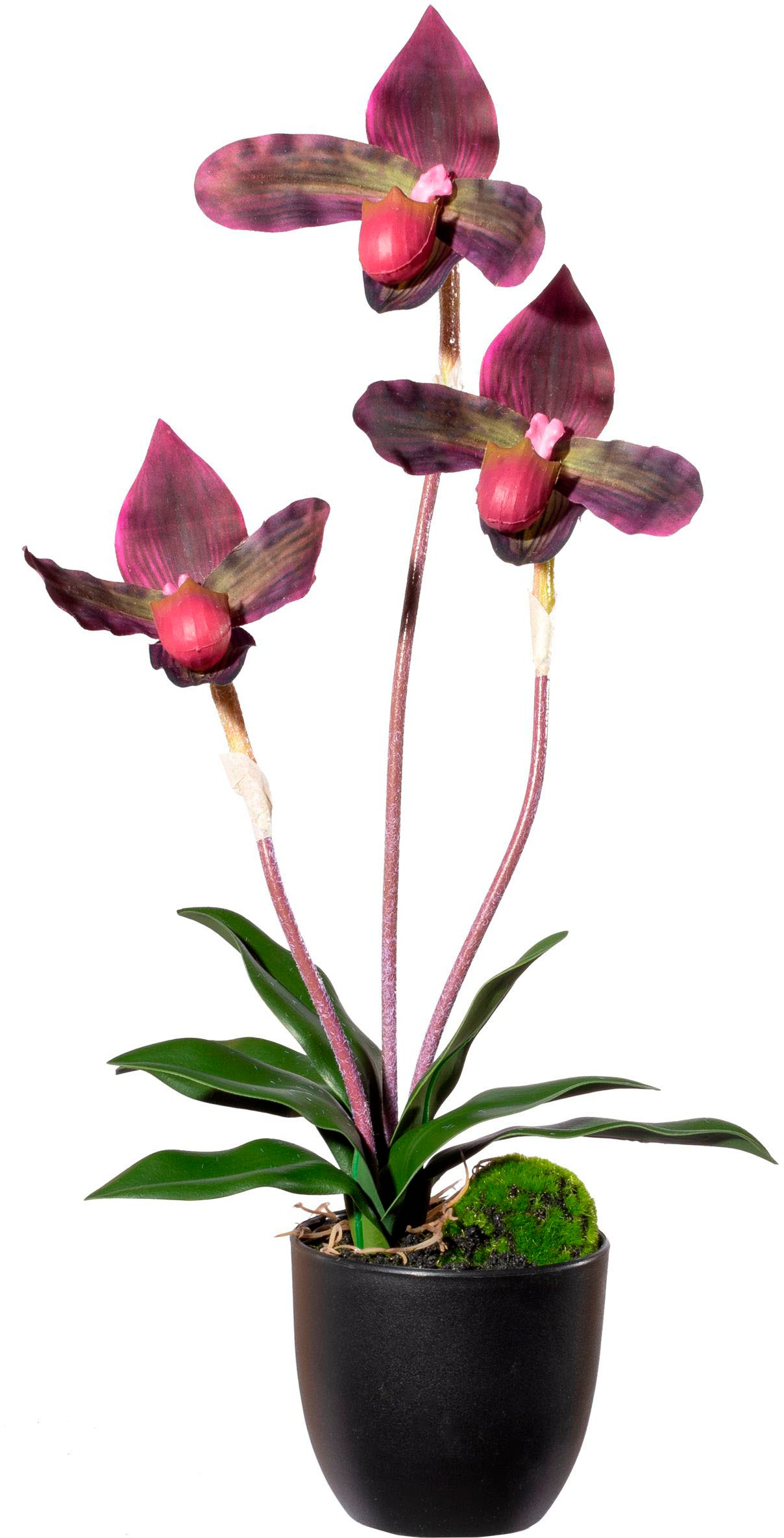 Creativ green Kunstorchidee »Orchidee Frauenschuh«, mit Real-Touch-Blüten