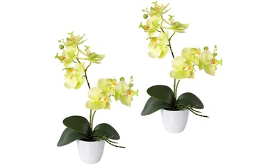 green Creativ 2er bequem Set, bestellen in »Phalaenopsis«, Kunstorchidee Kunststoffschale