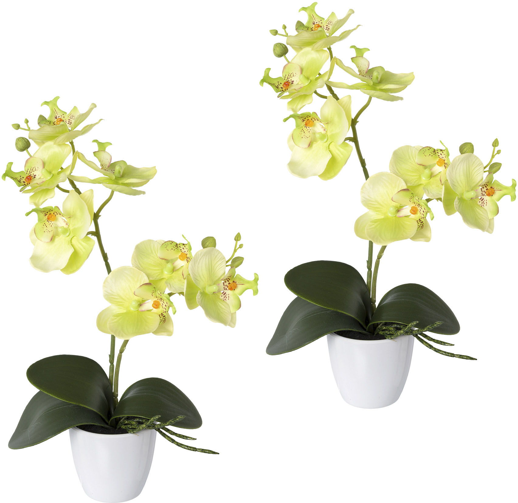 Creativ green Kunstorchidee »Phalaenopsis«, 2er Set, in Kunststoffschale  bequem bestellen