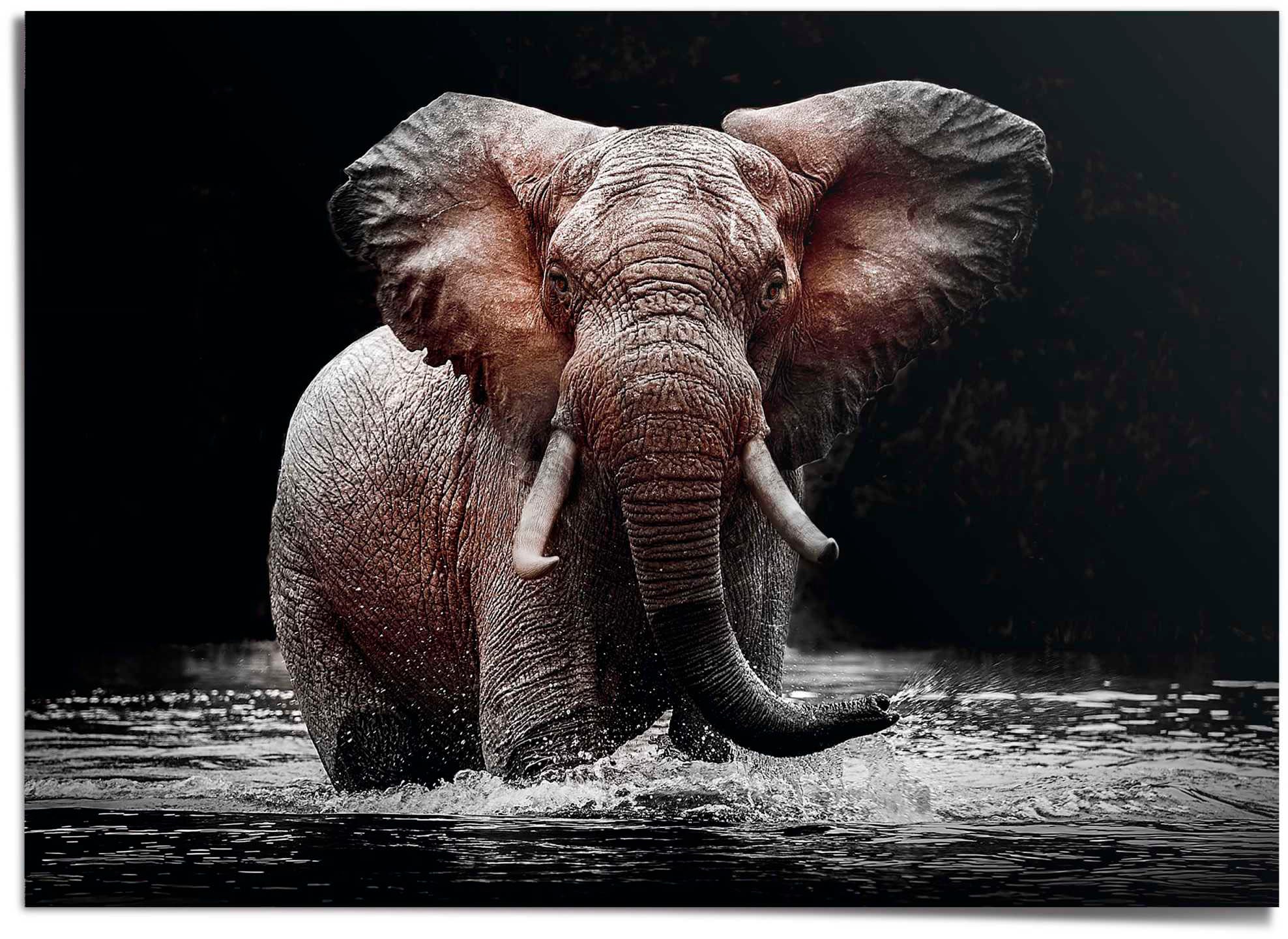 Poster »Elefant«