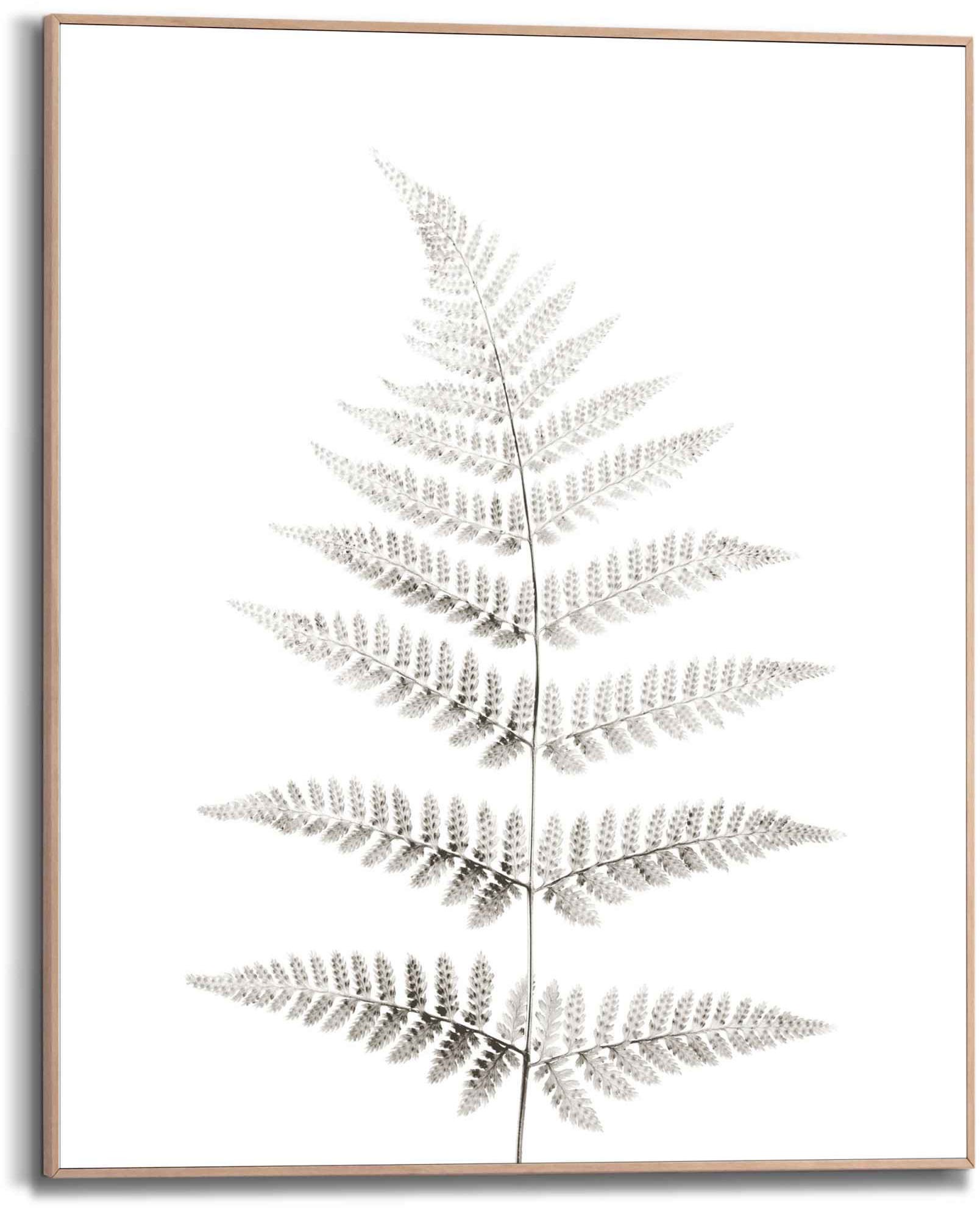 Reinders Bild "Farn Pflanz - Natur - Botanisch" 1 Stk. tlg.