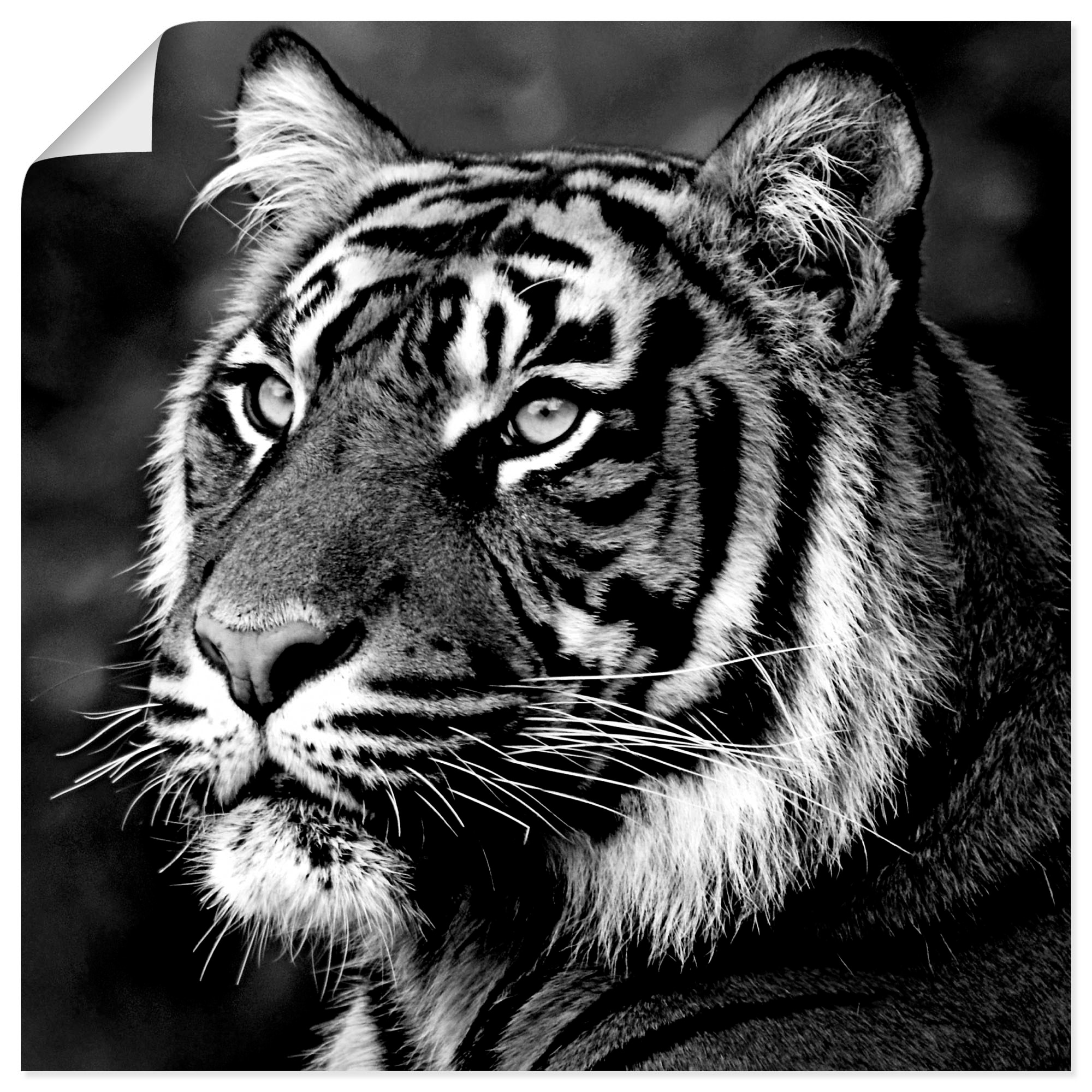 Wildtiere, (1 auf Wandbild Leinwandbild, kaufen »Tiger«, versch. als St.), in Artland Raten Größen Poster oder Wandaufkleber